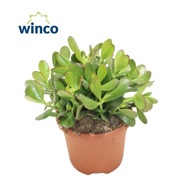 Горшечные цветы и растения оптом Crassula Ovata от 4шт из Голландии с доставкой по России