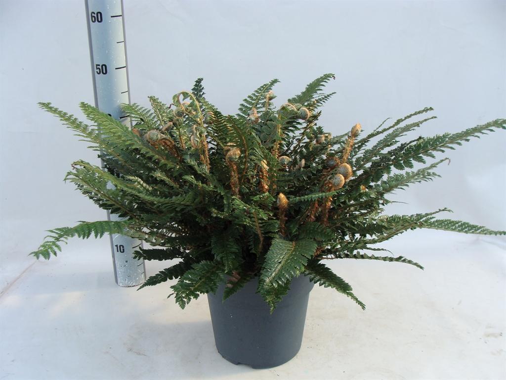 Горшечные цветы и растения оптом Asplenium от 1шт из Голландии с доставкой по России