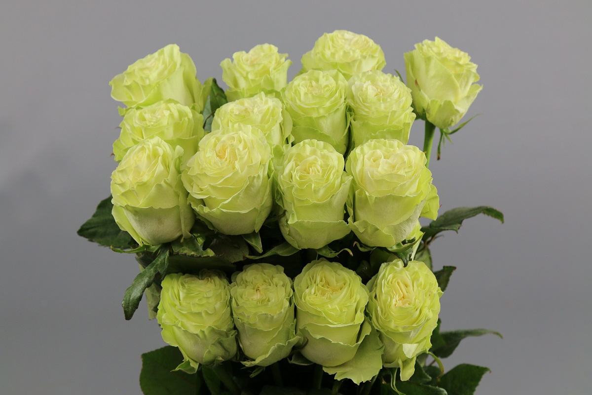 Срезанные цветы оптом Rosa ec wasabi от 40шт из Голландии с доставкой по России