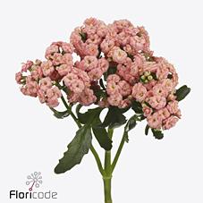 Срезанные цветы оптом Kalanchoe diamond salmon от 10шт из Голландии с доставкой по России