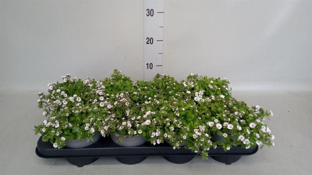 Горшечные цветы и растения оптом Gypsophila Cerastioides от 8шт из Голландии с доставкой по России