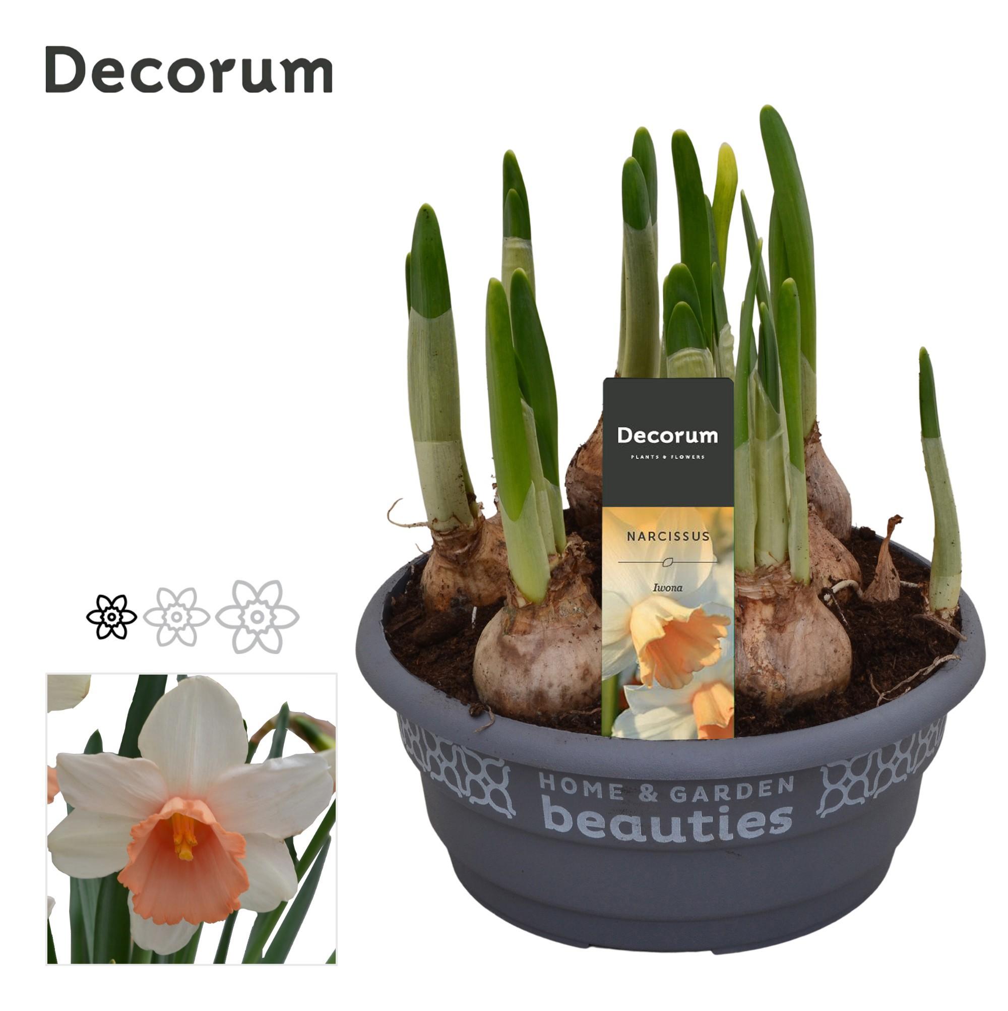 Горшечные цветы и растения оптом Narcissus Iwona (decorum) от 7шт из Голландии с доставкой по России