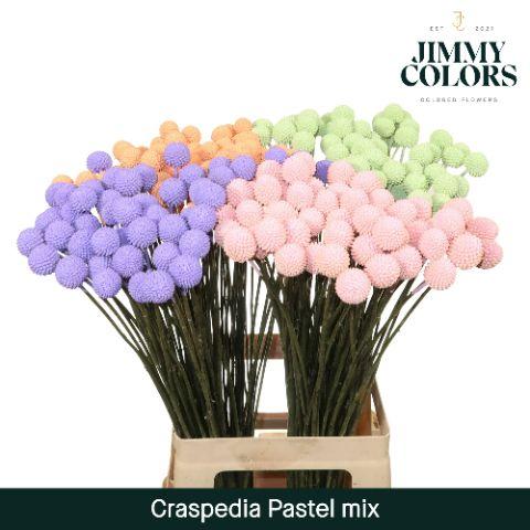 Срезанные цветы оптом Craspedia paint mix pastel от 200шт из Голландии с доставкой по России