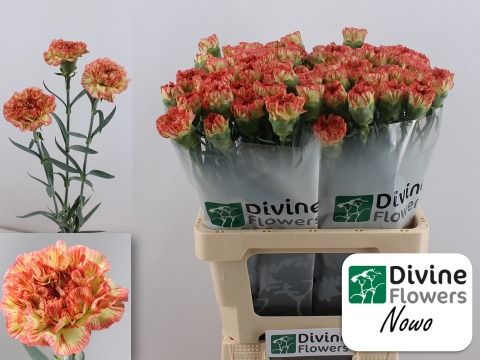 Срезанные цветы оптом Dianthus st nowo от 80шт из Голландии с доставкой по России