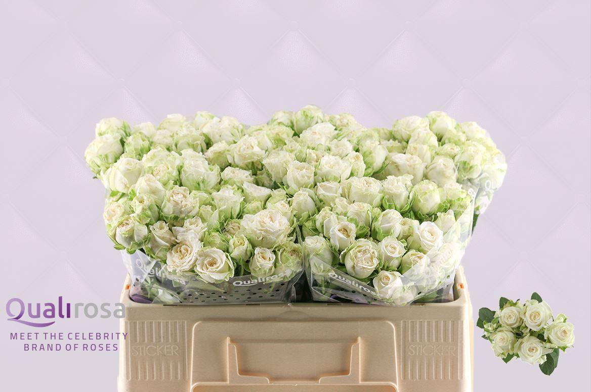 Срезанные цветы оптом Rosa spray miss bombastic от 50шт из Голландии с доставкой по России