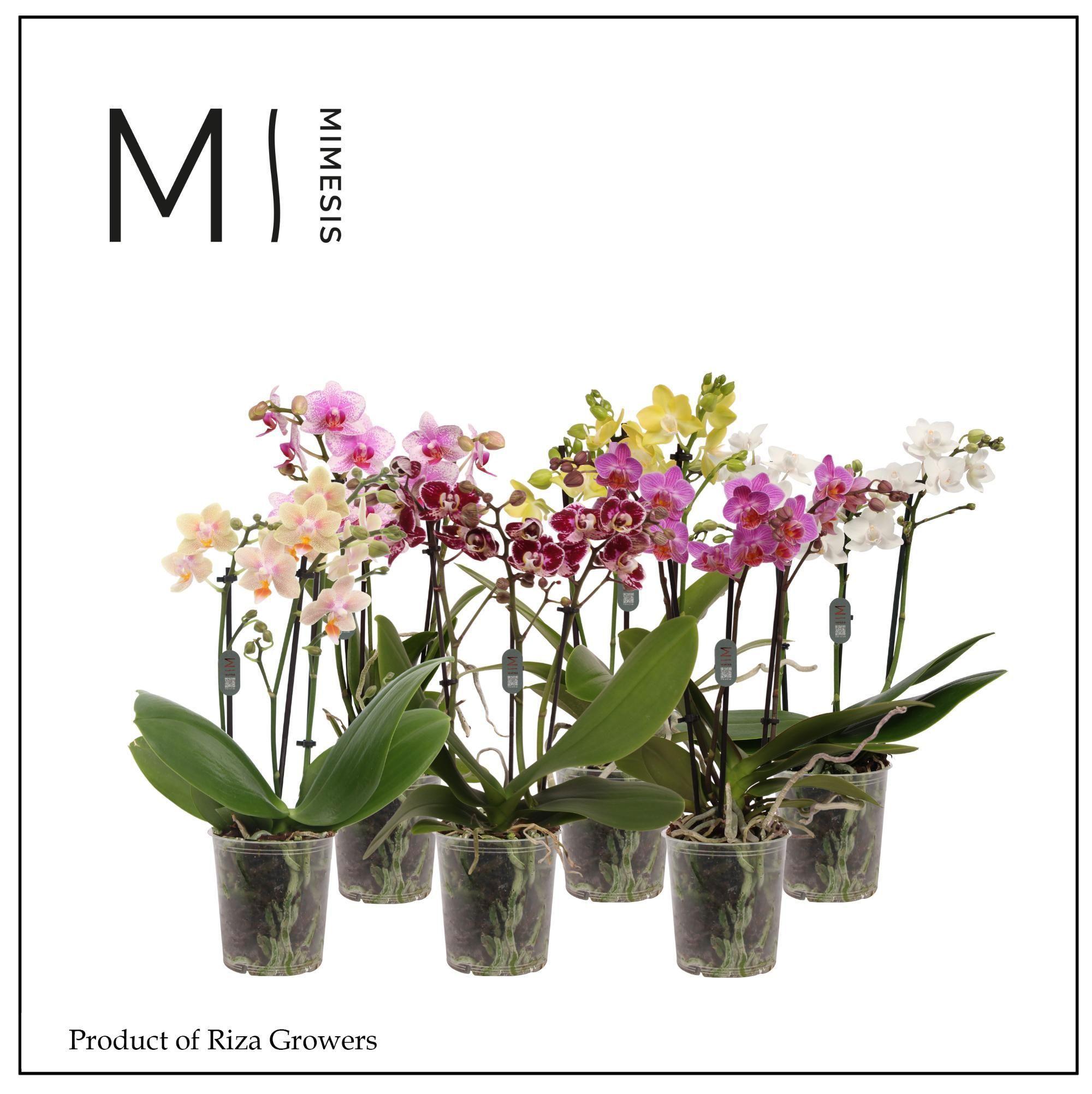 Горшечные цветы и растения оптом Phal 3st Mix 20+ (orchid Growers) от 12шт (для телеги) из Голландии с доставкой по России