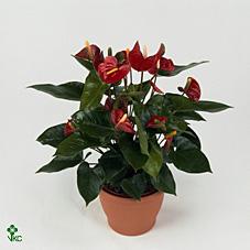 Горшечные цветы и растения оптом Anth An Red Champion 6+ от 10шт из Голландии с доставкой по России