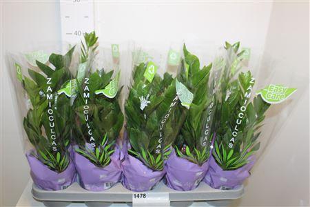 Горшечные цветы и растения оптом Zamio Zamiifolia 4+ от 10шт' из Голландии с доставкой по России Горшечные цветы и растения оптом Zamio Zamiifolia 4+ от 10шт' из Голландии с доставкой по России