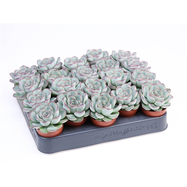 Горшечные цветы и растения оптом Echeveria Pelucida от 20шт из Голландии с доставкой по России