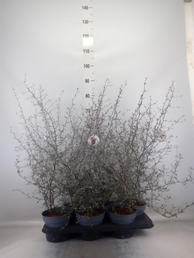 Горшечные цветы и растения оптом Corokia Cotoneaster от 6шт из Голландии с доставкой по России
