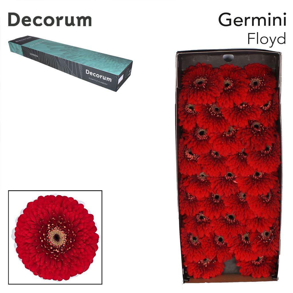 Срезанные цветы оптом Germini pomponi floyd от 60шт из Голландии с доставкой по России