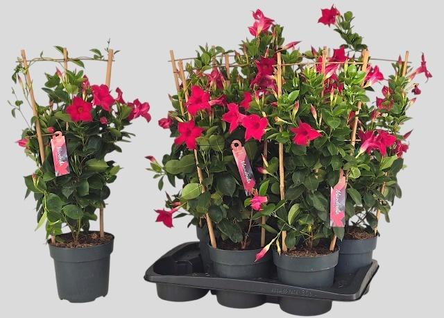 Горшечные цветы и растения оптом Mande Sun Red от 6шт из Голландии с доставкой по России