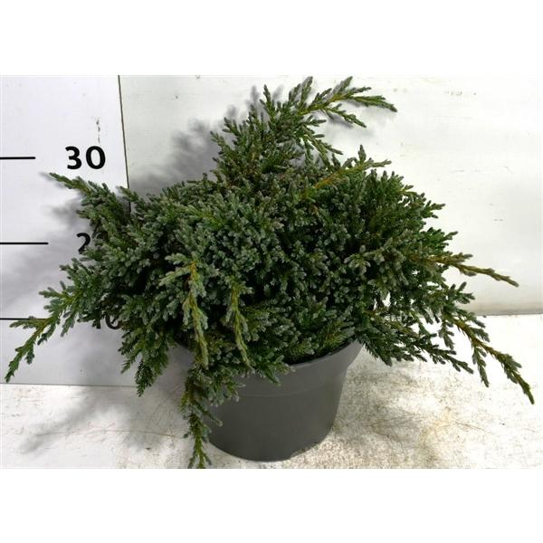 Горшечные цветы и растения оптом Juniperus Squa Tropical Blue от 1шт из Голландии с доставкой по России