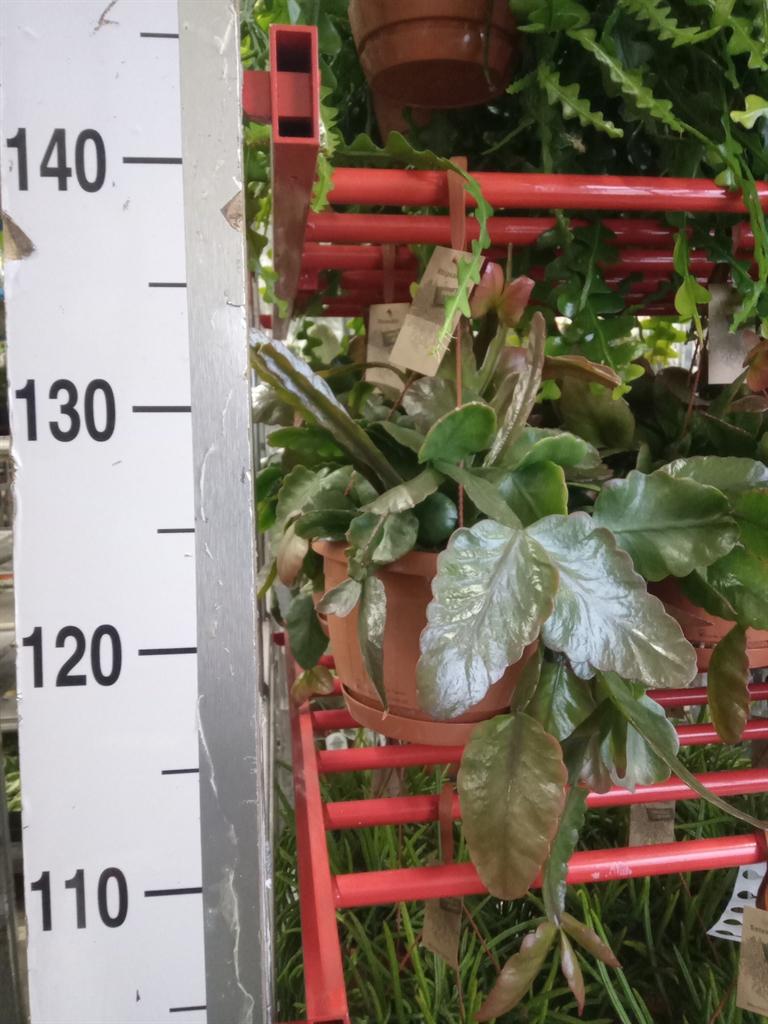 Горшечные цветы и растения оптом Rhipsalis   ... от 1шт из Голландии с доставкой по России