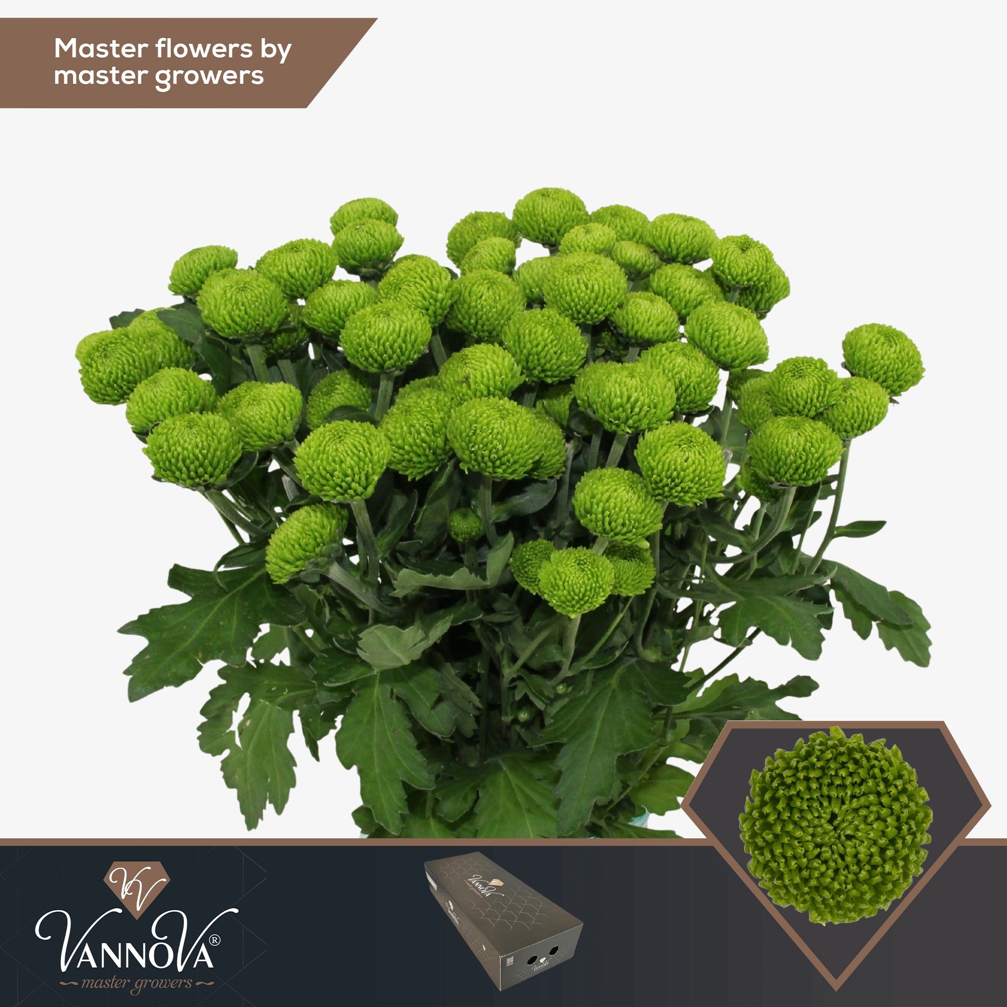 Срезанные цветы оптом Chrys sp deligreen от 140шт. из Голландии с доставкой по России