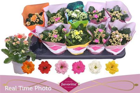 Горшечные цветы и растения оптом Kal Ge Perfecta Mix от 10шт из Голландии с доставкой по России Горшечные цветы и растения оптом Kal Ge Perfecta Mix от 10шт из Голландии с доставкой по России