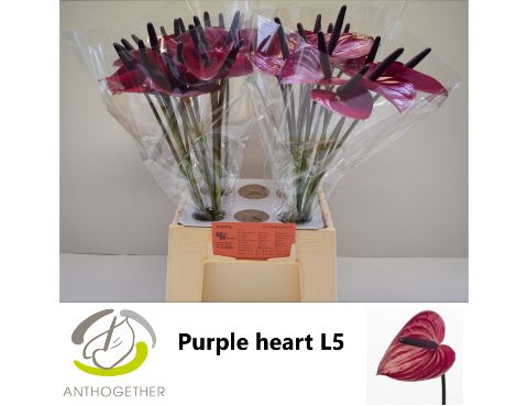 Срезанные цветы оптом Anthurium purple heart от 40шт из Голландии с доставкой по России