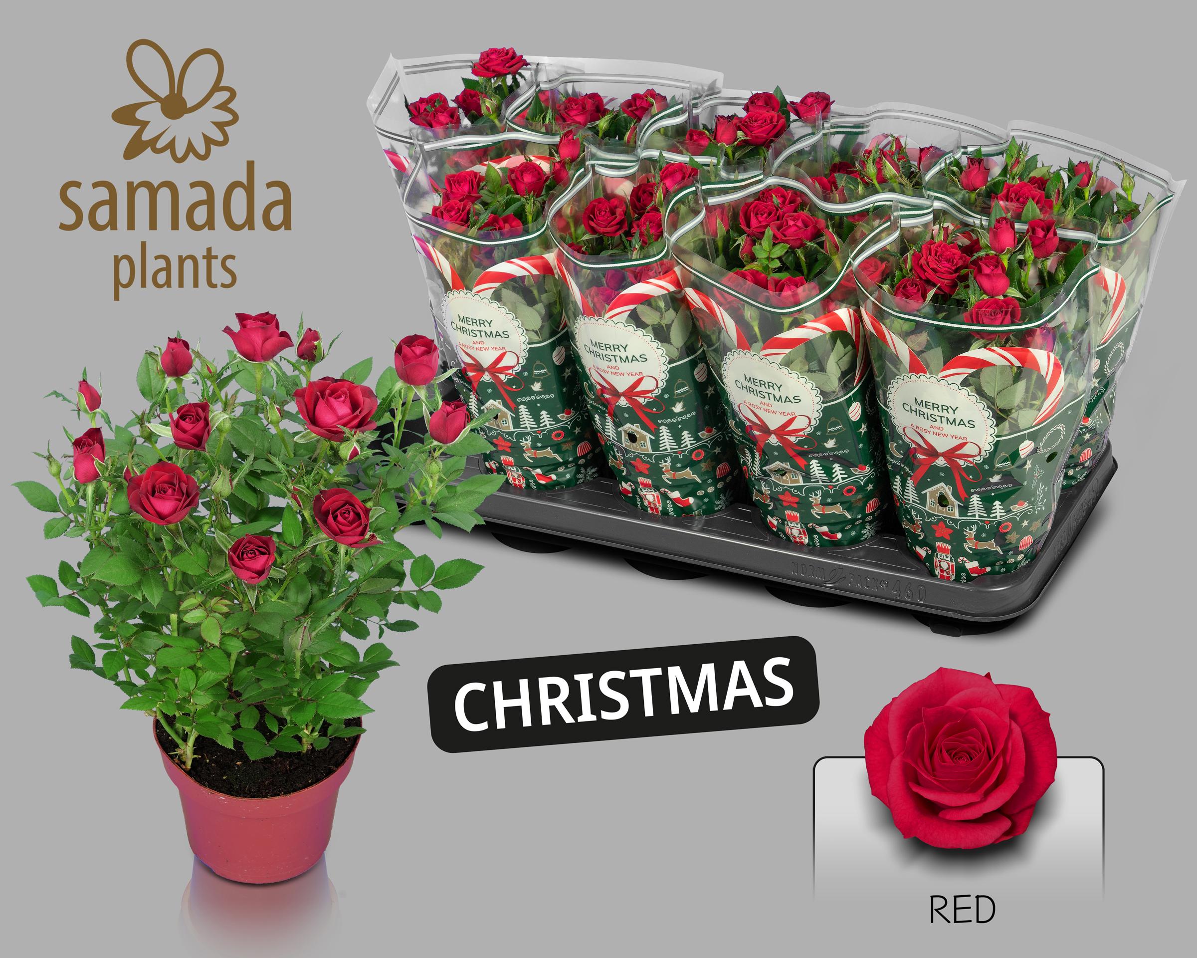 Горшечные цветы и растения оптом Ro Red Star от 10шт из Голландии с доставкой по России
