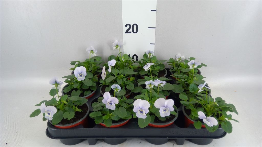 Горшечные цветы и растения оптом Viola Corn. evo Mini Marina от 12шт (для телеги) из Голландии с доставкой по России