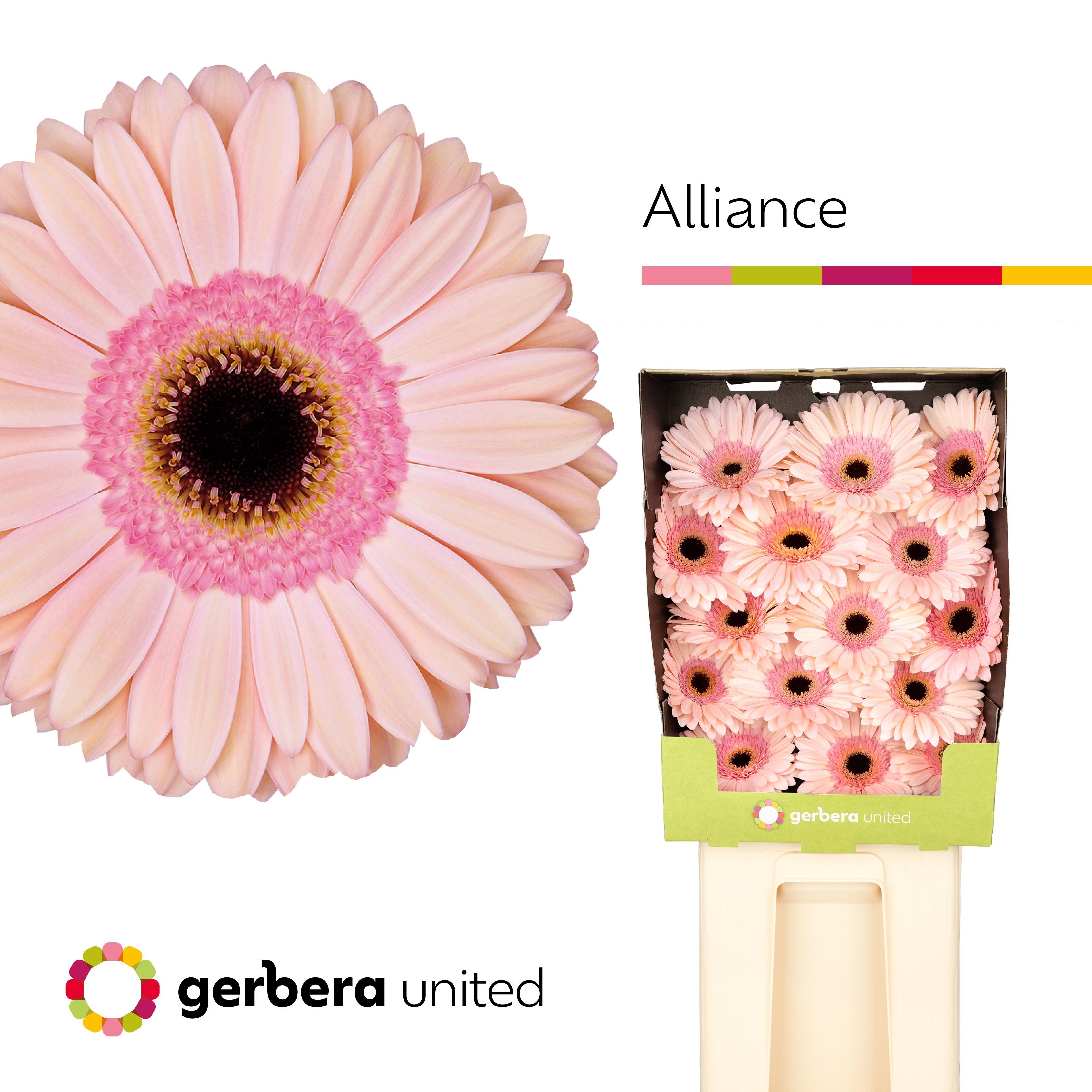 Срезанные цветы оптом Gerbera diamond alliance от 45шт из Голландии с доставкой по России