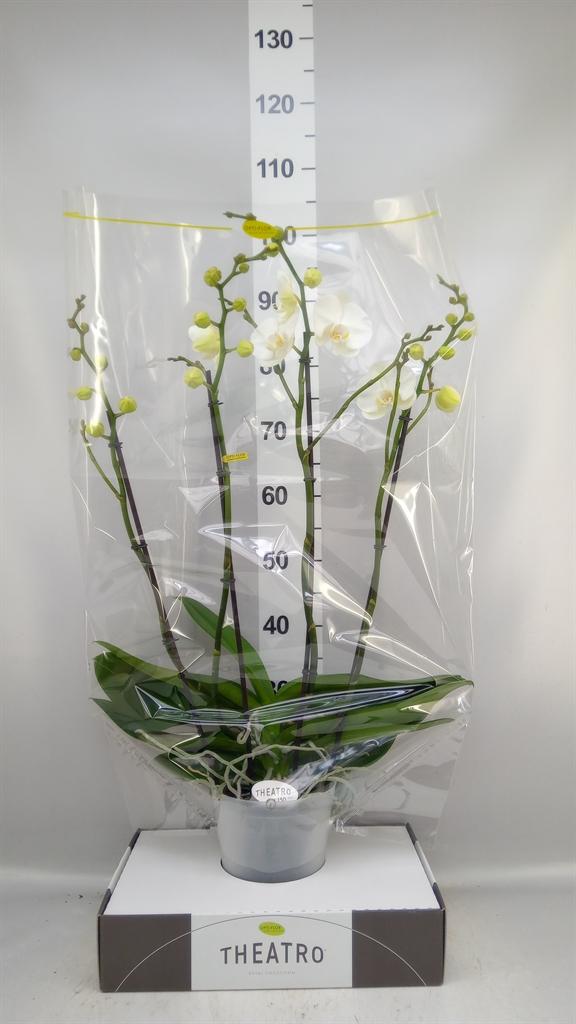 Горшечные цветы и растения оптом Phalaenopsis ...white от 1шт из Голландии с доставкой по России