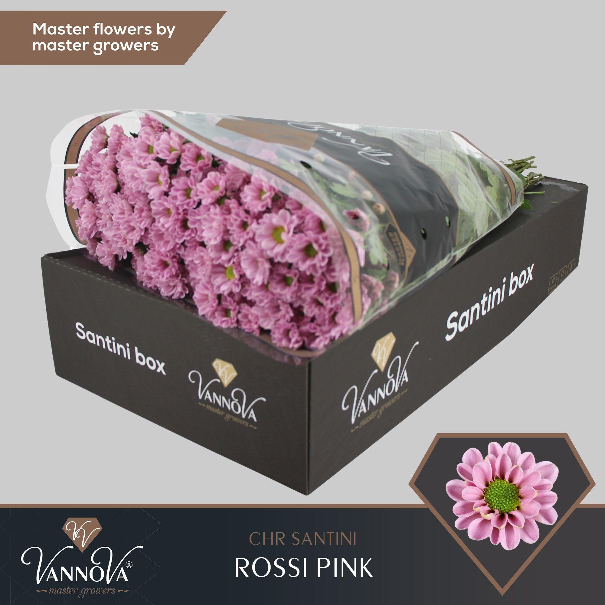 Срезанные цветы оптом Chrys sa rossi pink от 25шт из Голландии с доставкой по России