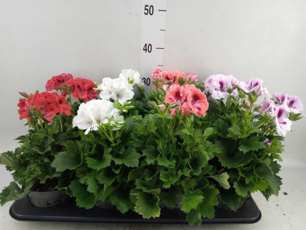 Горшечные цветы и растения оптом Pelargonium Grandi Mix от 8шт из Голландии с доставкой по России