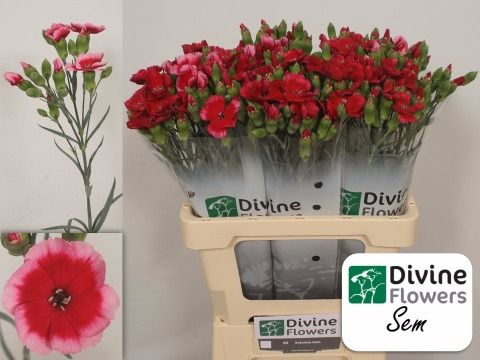 Срезанные цветы оптом Dianthus sp solomio sem от 100шт. из Голландии с доставкой по России