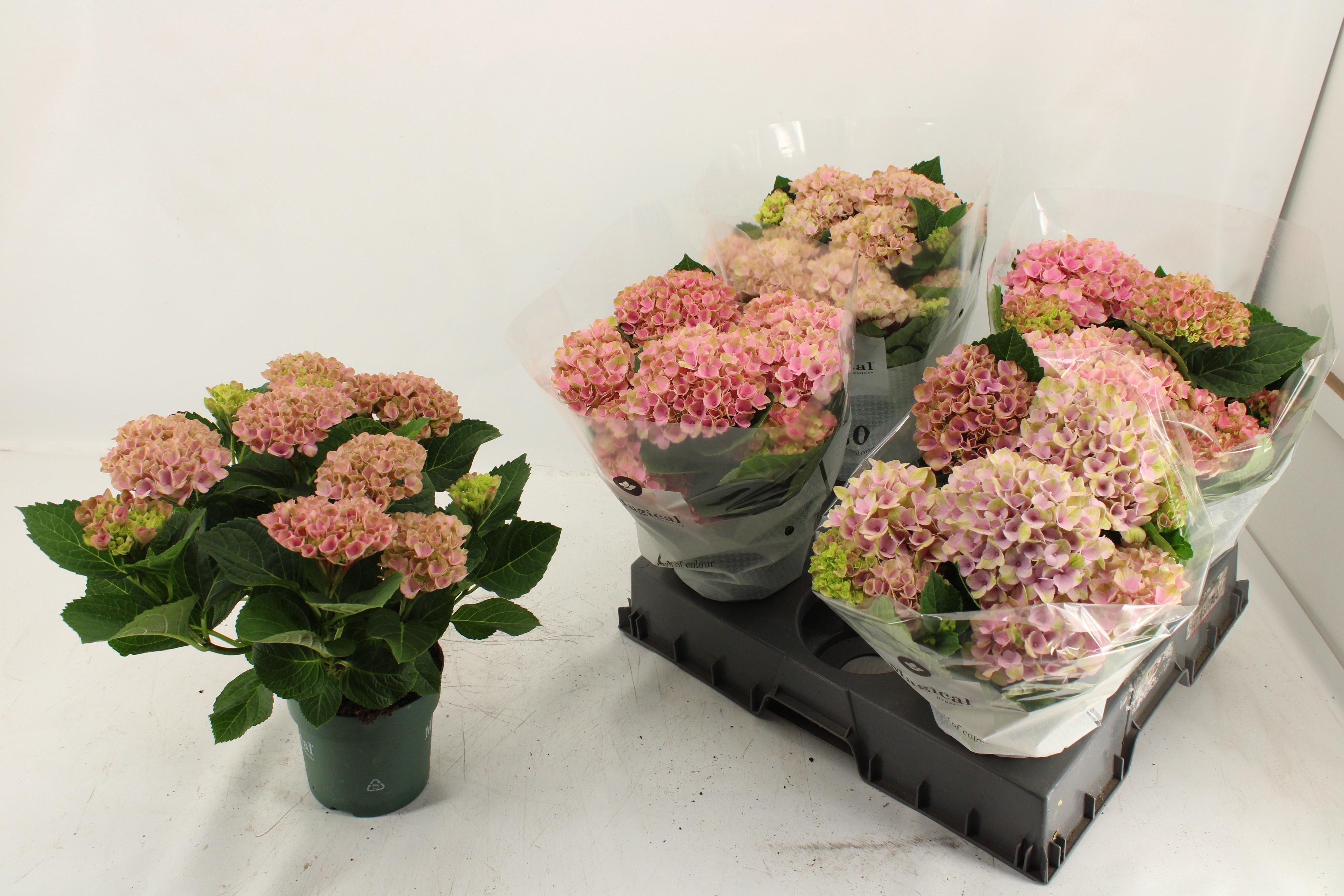 Горшечные цветы и растения оптом Hydr M Mag Revolutio от 5шт из Голландии с доставкой по России