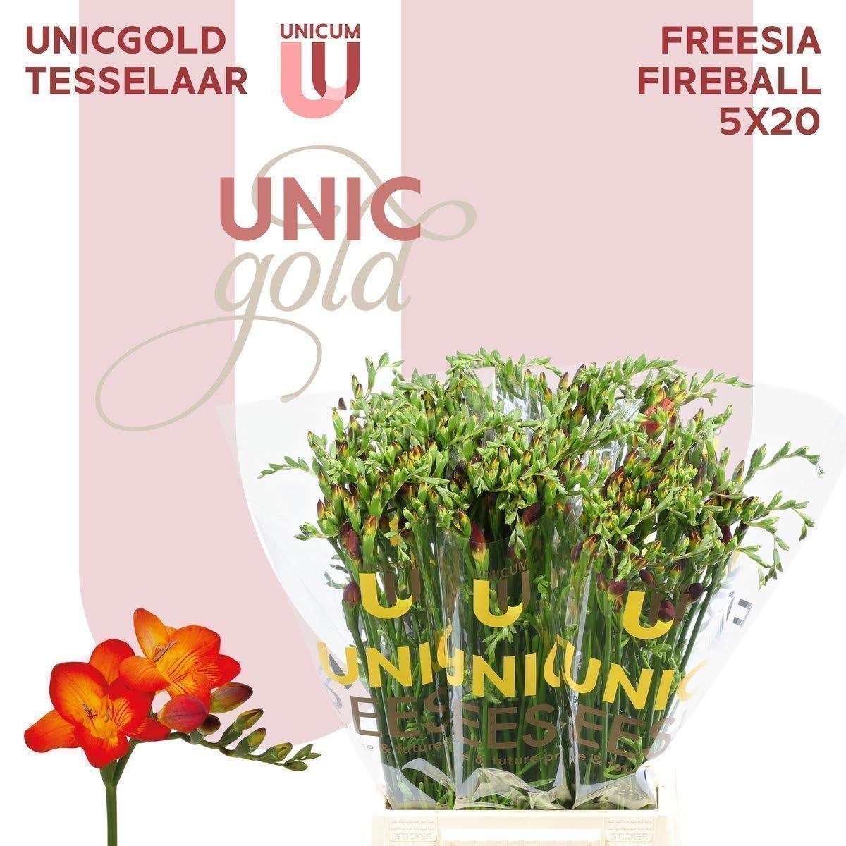 Срезанные цветы оптом Freesia si fireball от 100шт из Голландии с доставкой по России