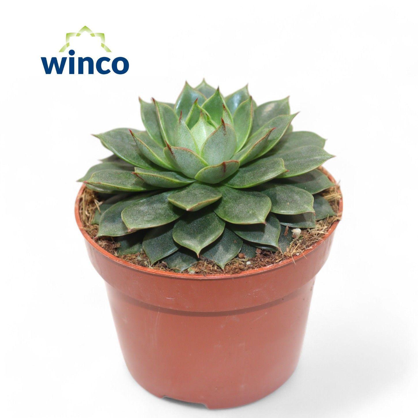 Горшечные цветы и растения оптом Echeveria Parva от 12шт из Голландии с доставкой по России
