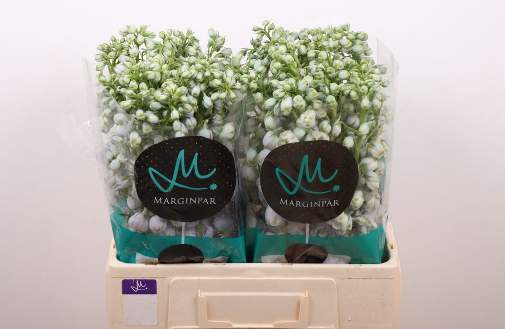 Срезанные цветы оптом Delphinium do triton lavender от 60шт из Голландии с доставкой по России