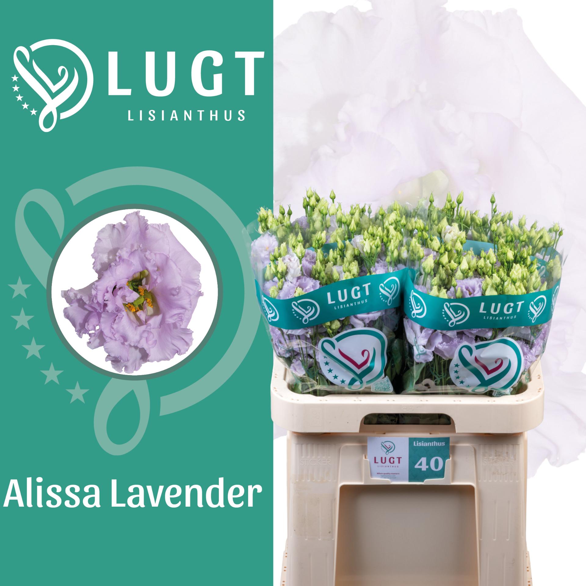 Срезанные цветы оптом Lisianthus do alissa lavender от 40шт из Голландии с доставкой по России