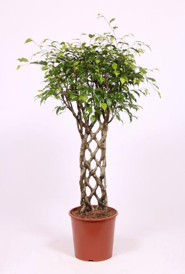 Горшечные цветы и растения оптом Ficus Be Exotica Mat от 1шт из Голландии с доставкой по России