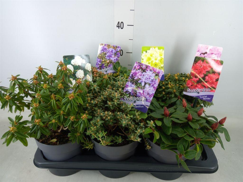 Горшечные цветы и растения оптом Rhododendron   ...dwarf Shapes от 6шт из Голландии с доставкой по России