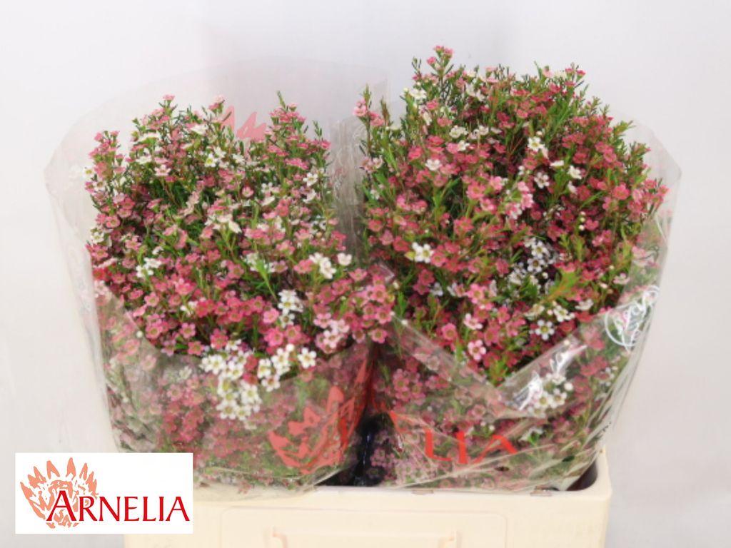 Срезанные цветы оптом Chamelaucium my sweet 16 от 50шт из Голландии с доставкой по России
