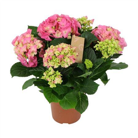 Горшечные цветы и растения оптом Hydrangea Ma Pink 5+ от 6шт из Голландии с доставкой по России