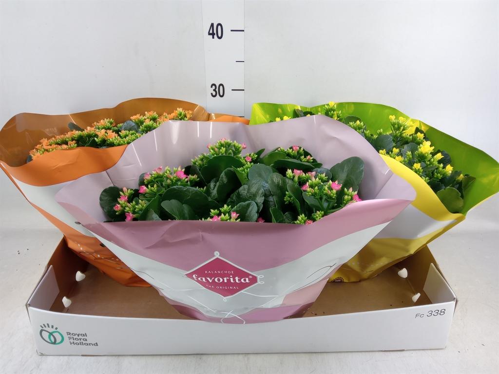 Горшечные цветы и растения оптом Kalanchoe Blos.   ..mix 4 от 3шт из Голландии с доставкой по России