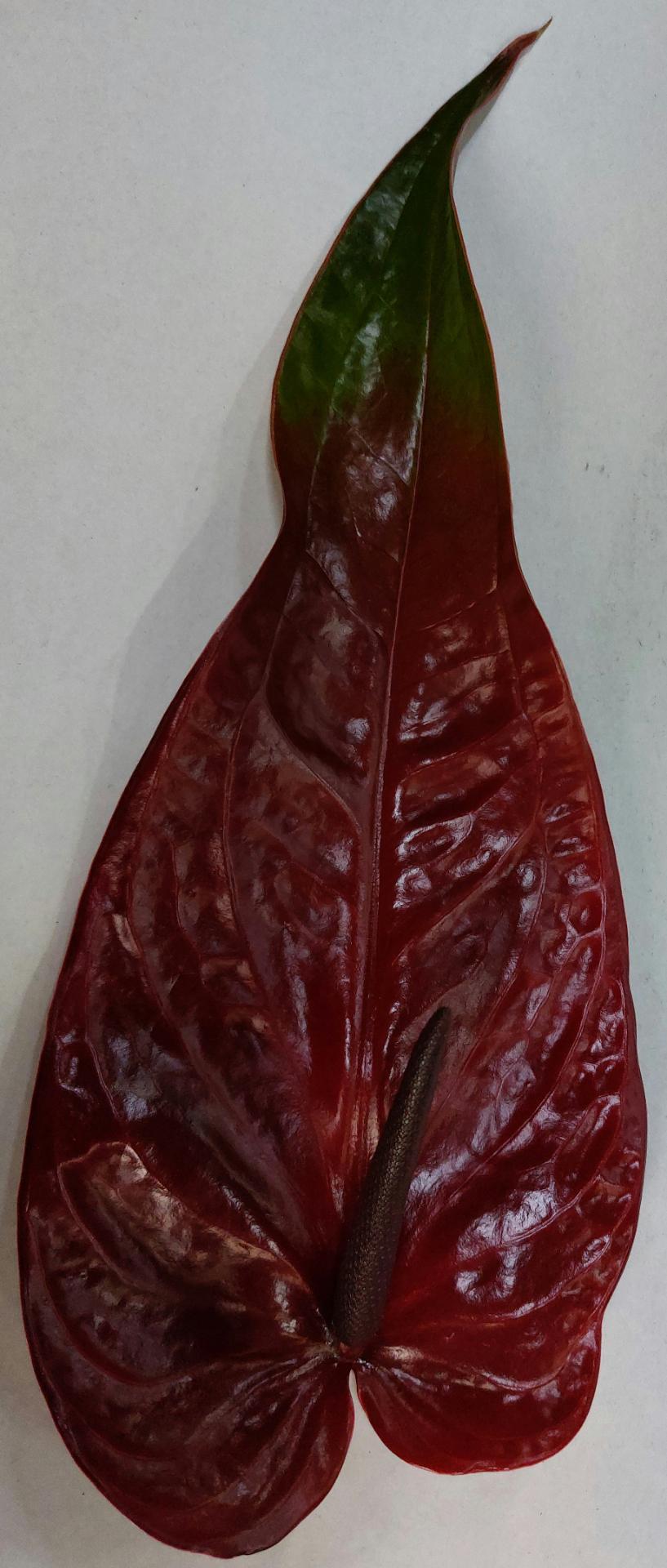 Срезанные цветы оптом Anthurium nero от 10шт. из Голландии с доставкой по России