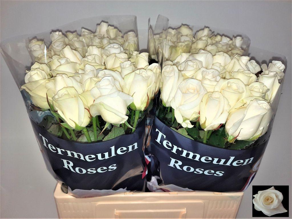 Срезанные цветы оптом Rosa large akito от 80шт из Голландии с доставкой по России