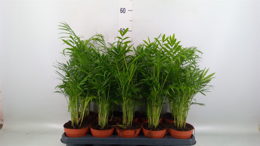 Горшечные цветы и растения оптом Chamaedorea Elegans от 10шт из Голландии с доставкой по России