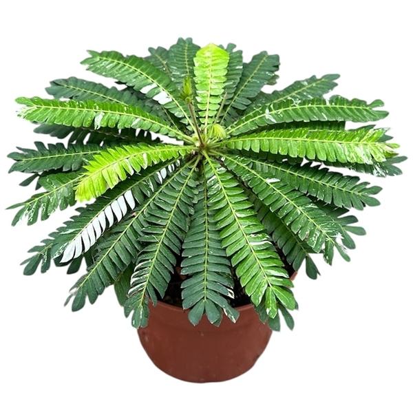 Горшечные цветы и растения оптом Biophytum Sensitivum Variegata от 1шт из Голландии с доставкой по России