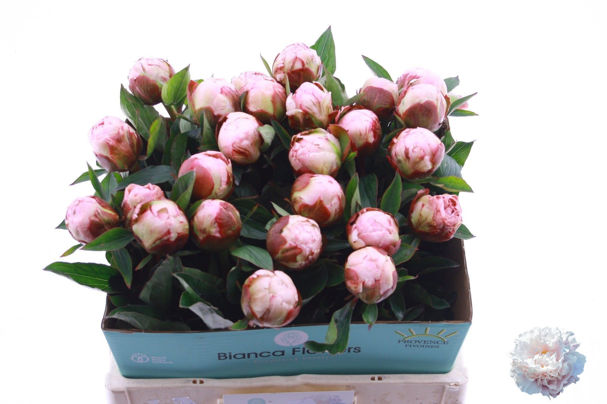 Срезанные цветы оптом Paeonia gardenia от 30шт из Голландии с доставкой по России