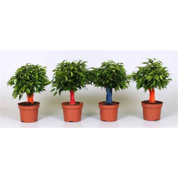 Горшечные цветы и растения оптом Ficus Be Green Kinky Jute Color от 10шт из Голландии с доставкой по России