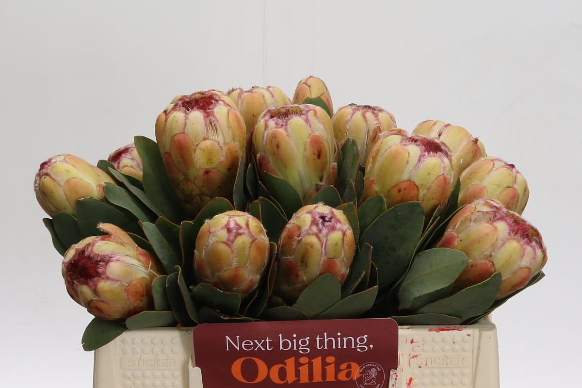 Срезанные цветы оптом Protea grandicolor от 15шт из Голландии с доставкой по России