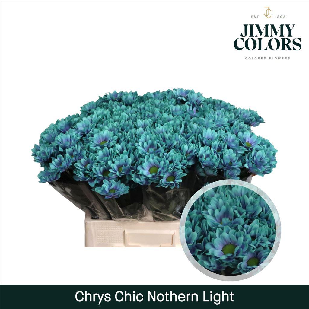 Срезанные цветы оптом Chrys sp paint chic northern light от 40шт из Голландии с доставкой по России