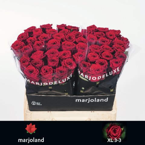 Срезанные цветы оптом Rosa large red naomi! XL от 50шт из Голландии с доставкой по России