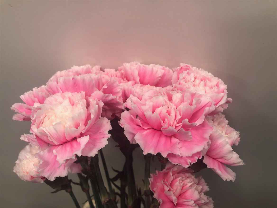 Срезанные цветы оптом Dianthus st paint pastel pink от 80шт из Голландии с доставкой по России