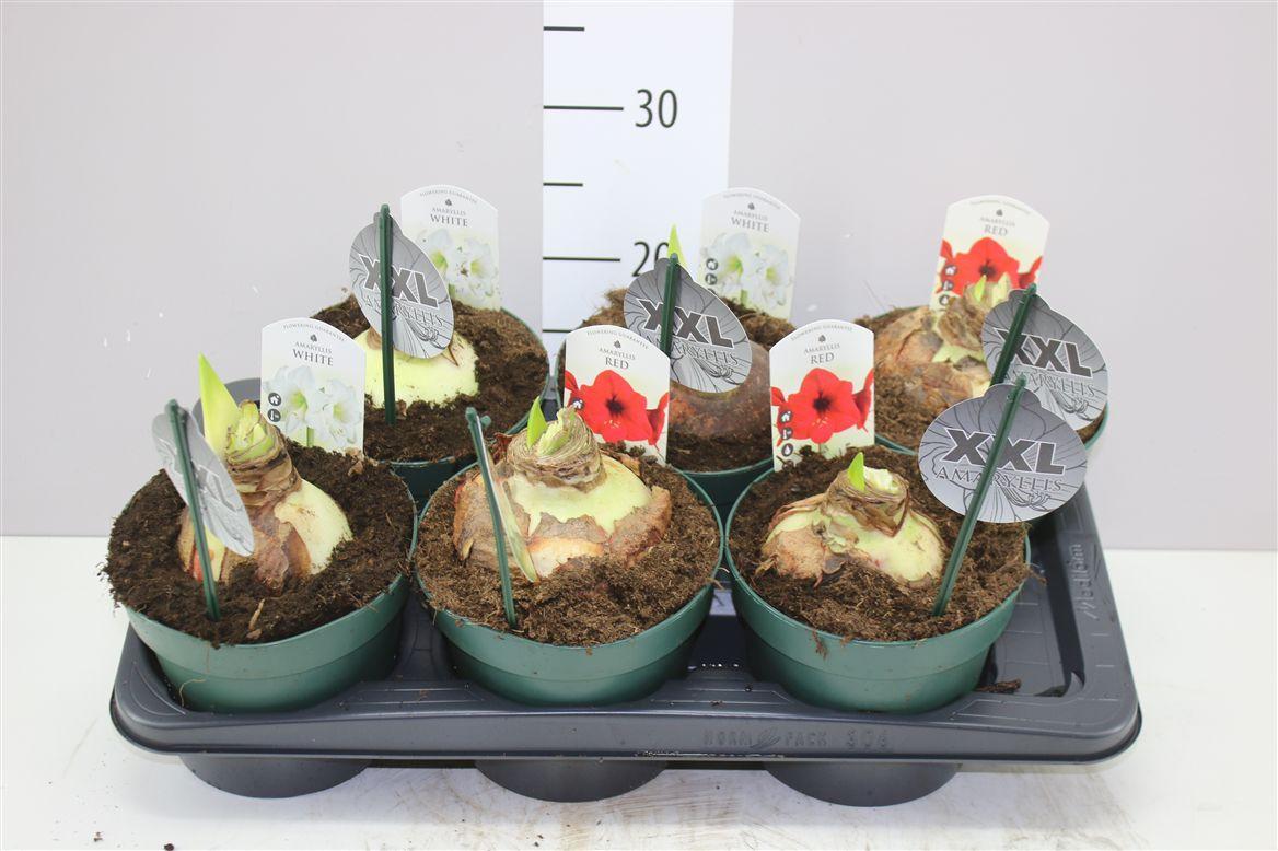 Горшечные цветы и растения оптом Hipp Gemengd 2 Steel 17cm от 6шт из Голландии с доставкой по России