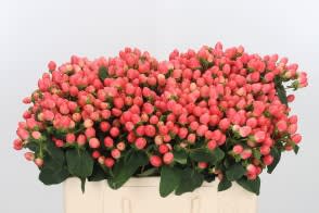 Срезанные цветы оптом Hypericum pink от 100шт из Голландии с доставкой по России